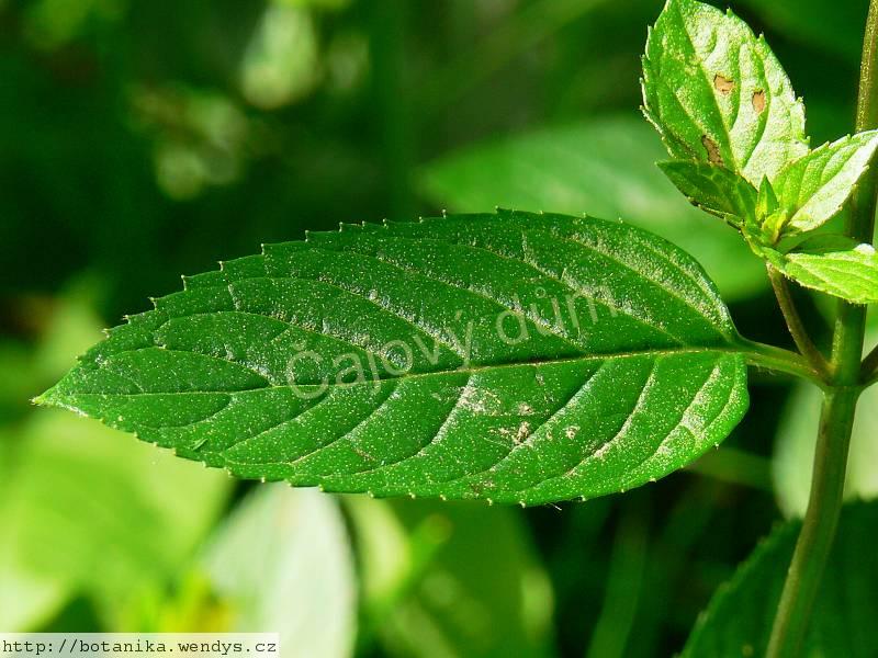 Máta kadeřavá nať řezaná